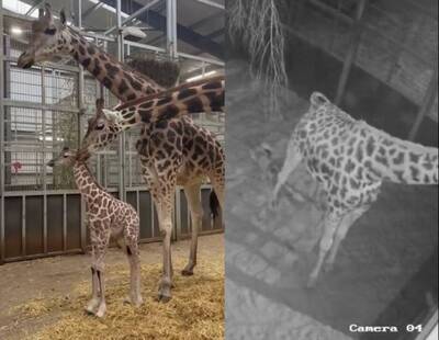好萌！ 監視器捕捉到英國長頸鹿寶寶出生瞬間