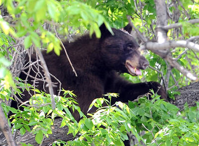 台人旅日竟撞到熊！過來人發文曝經驗：自駕保全險很重要