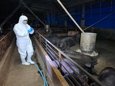 非洲豬瘟禁宰禁運將延長為10天    行政院：相關補助研議中
