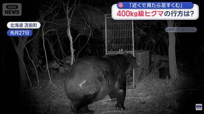 旅日注意！北海道出沒「400公斤級巨熊」 肥到進不去捕獸籠