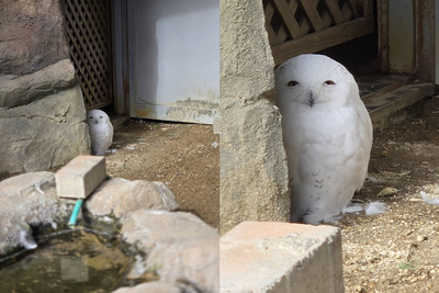 笑到讓人發寒！日本東武動物園雪鴞「迷之笑容」爆紅