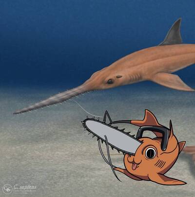 智利出土新化石「波奇塔鋸鯊」 考古團隊：名字致敬《鏈鋸人》