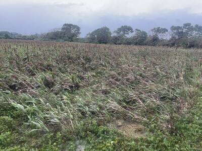 鳳凰颱風來了 竹縣府籲農友加強果園水稻防颱措施
