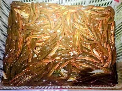 吃同類、食性強！日月潭「小霸王」崛起 「惡霸」魚虎球電撈探底