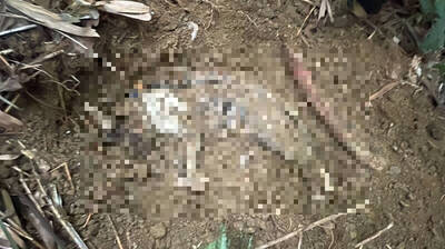 虐殺5貓一審重判9年2月 惡男上訴硬拗「施用毒品才會衝動」