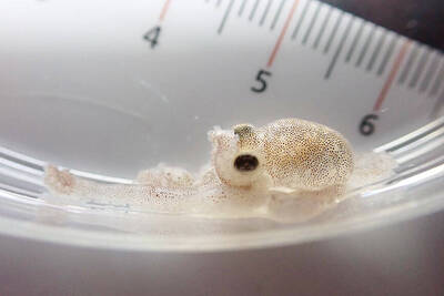 《TAIPEI TIMES》 First Penghu octopus bred in lab