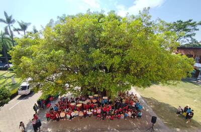 高雄中路國小百年鎮校老榕 列阿蓮首棵受保樹木