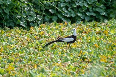 保育類水雉突破100隻 屏東海豐濕地獲環境部環教設施優良獎