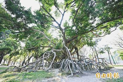 高雄「朴寶劍樹」在中央公園！ 百年老榕樹意外爆紅
