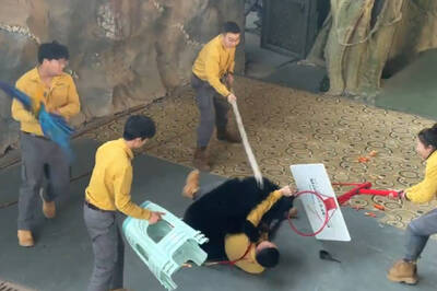 鸚鵡大喊「撒手」！杭州動物園黑熊失控撲倒飼養員 驚險畫面瘋傳