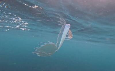 「鮭魚之王」現身！加州潛水員驚見深海怪魚 竟是地震魚親戚