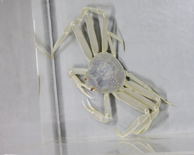 比雪還白！ 日本漁民捕獲「全白松葉蟹」 專家驚呼︰超罕見