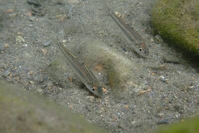 巴氏銀鮈專題2-1》一級保育類烏溪僅剩200尾 多管齊下復育搶救