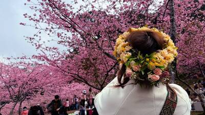 2026桃源櫻花季粉紅大爆發 2/1邊賞花邊聽音樂