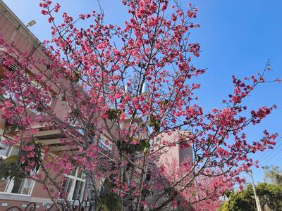 台中新社2/7賞櫻健行音樂會 「櫻木花道」漫步賞花