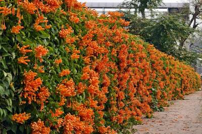 栽培多年「一炮而紅」 苗栗造橋談文火車站炮仗花步道盛情迎賓
