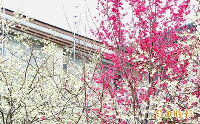 嘉義山區櫻花爆開！ 緋寒櫻、福爾摩沙櫻紅白爭奇鬥艷