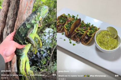 這裡急凍下「綠鬣蜥雨」 他爽撿喊超好吃：樹上的雞