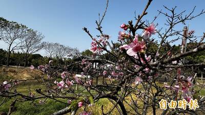 台南山上水道櫻花綻放  花開約4成
