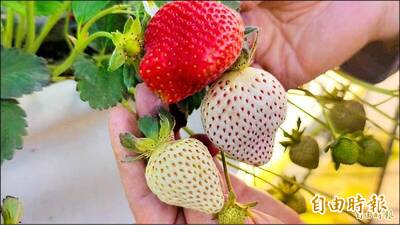 大湖採草莓初二恐湧5萬人！不想塞車走替代路線、10點前進場