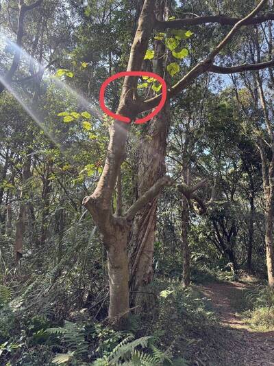 桃園男詭吊樹上亡！中配妻行徑超可疑 傳訊嗆「誰動遺體告死誰」