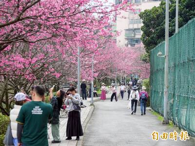 過年感受粉紅魅力！ 淡水天元宮三色櫻滿開 三芝、滬尾櫻花接棒