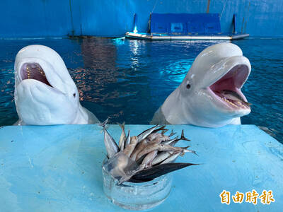 海生館「海底圍爐」超可愛 小白鯨探頭張望如小屁孩