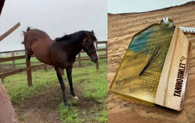 日本人氣賽馬退休變柵欄「破壞神」 牧場製成馬年御守熱賣