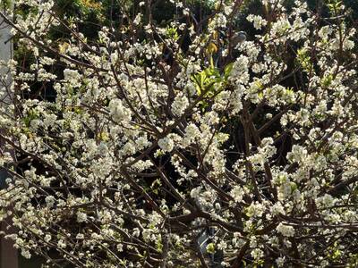 彰化虎山巖李花、櫻花季入高峰 228連假賞花正是時候