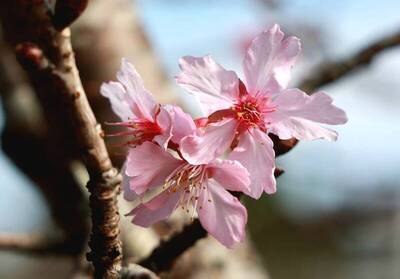 南投竹夢森活節2/27登場 體驗竹林魅力與櫻花茶香