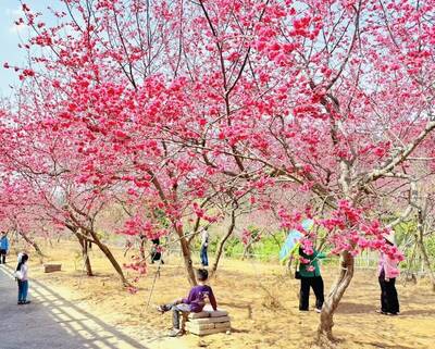 半天岩八重櫻盛放加持 番路鄉農會飲冰柿茶集湧現採購潮
