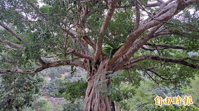 走春入山林 台東過年期間森林及嘉明湖入園人數創新高