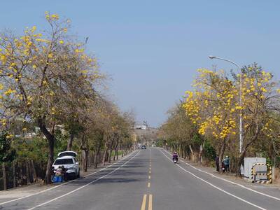 「黃金大道」成形！ 彰化芬園黃花風鈴木  228連假大爆發