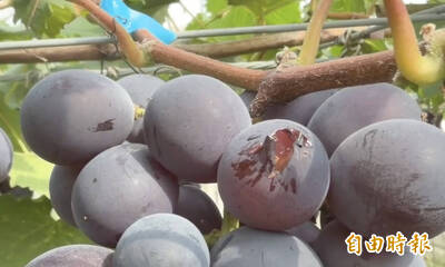 果園吃buffet氣不過！水槍噴受困八哥被炎上 溪湖葡萄農致歉