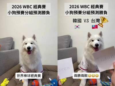 經典賽前預測台灣4戰全數命中！逾百萬球迷朝聖薩摩耶神犬