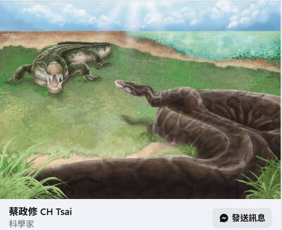 首度發現台灣曾存有4公尺古巨蟒蛇 台大團隊研究登國際期刊