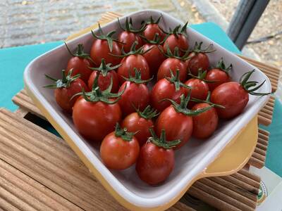 花改場「友愛番茄」翻轉技轉模式  大幅縮短培育到餐桌時間