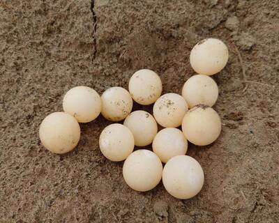 彰化貓羅溪畔出現16顆「乒乓球」 細看才知超珍貴