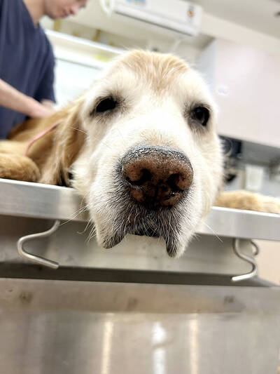 《TAIPEI TIMES》Amendment to allow pre-stocking of drugs for animal use