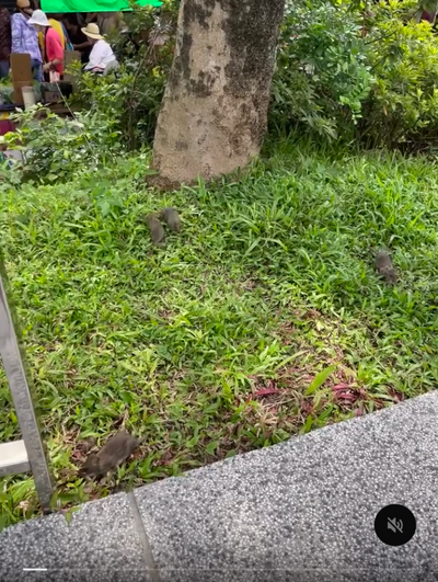 台北中山區鼠輩橫行 網PO影片嚇爛：這裡是14世紀的歐洲嗎？