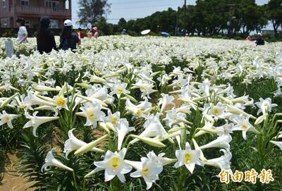 追思母愛！桃園觀音「5千株鐵砲百合」滿開成療癒景點