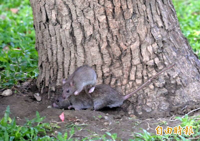 直擊》「萬安」警報！台北安鼠之亂 國際級夜市旁公園鼠輩橫行