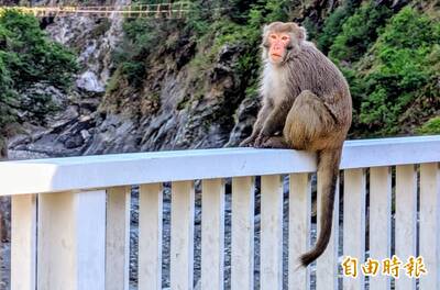 中橫天祥僅剩一隻老猴 遊客悵然若失