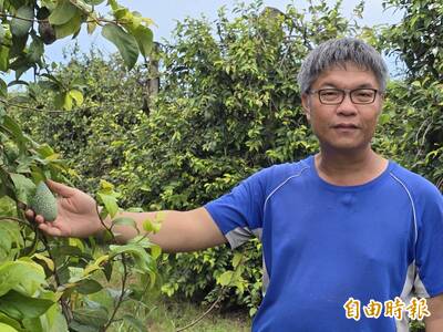 屏東高溫也能種出高品質紅九愛玉 每台斤飆破千元