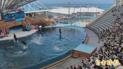 花蓮海洋公園轉型守護基地仍見海豚跳躍、翻身 園方︰海豚自然行為