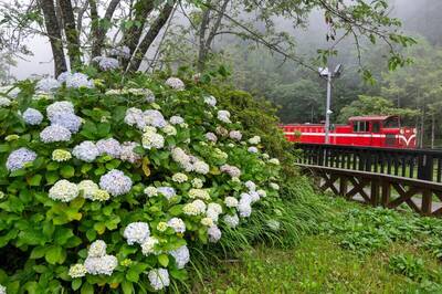 盛夏避暑首選！漫步阿里山20度森林浴 邂逅沼平公園「繡球花火車」