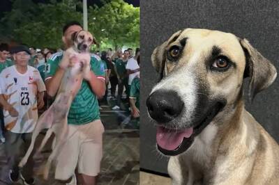 奇！飼主看世足直播球迷慶祝 驚見「失蹤1個月愛犬」加入狂歡