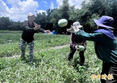圖輯》成本飆升收成僅三成 農民颱風前全力搶收西瓜