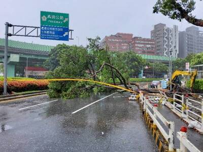 北市士林中正路路樹倒路中央   警消封鎖現場處理