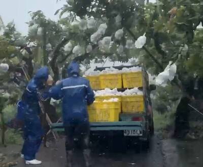 巴威來襲 全國芒果最大產地青農冒風雨採收